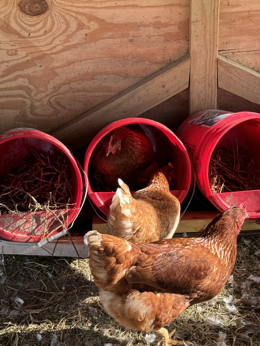 FemaleRancher's tweet photo. Checking in on the chickens and waiting for Henrietta to finish up laying in the bucket. 🐔🥚 Patience is key! #FarmLife #ChickenWhisperer #Henrietta #EggCollection #FarmChores #BarnyardBliss #CountryLiving #ChickenCare #FarmRoutine #FarmFamily #Eggs #HappyHens https://t.co/WjpYsHFoSh
