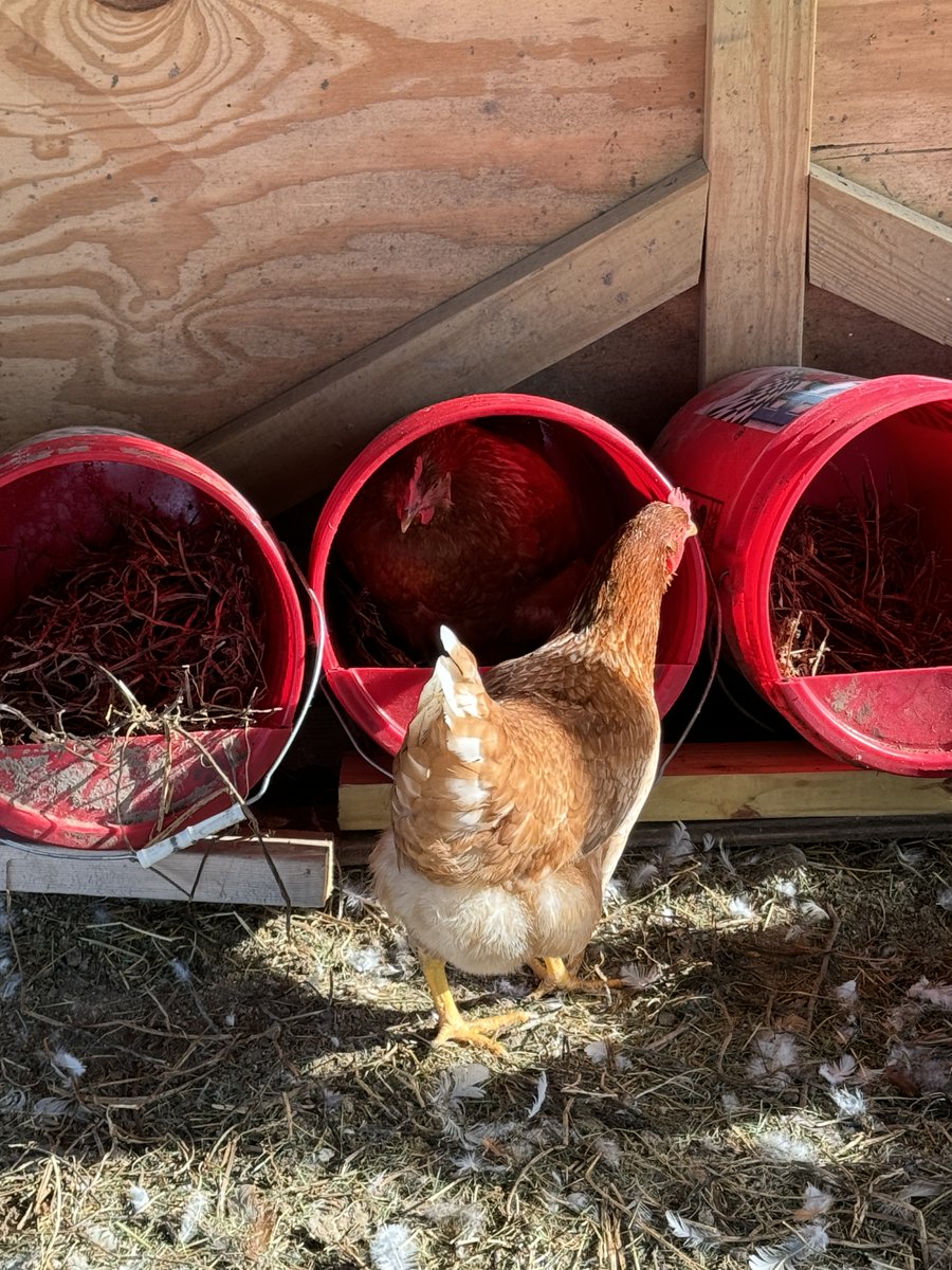FemaleRancher's tweet photo. Checking in on the chickens and waiting for Henrietta to finish up laying in the bucket. 🐔🥚 Patience is key! #FarmLife #ChickenWhisperer #Henrietta #EggCollection #FarmChores #BarnyardBliss #CountryLiving #ChickenCare #FarmRoutine #FarmFamily #Eggs #HappyHens https://t.co/WjpYsHFoSh
