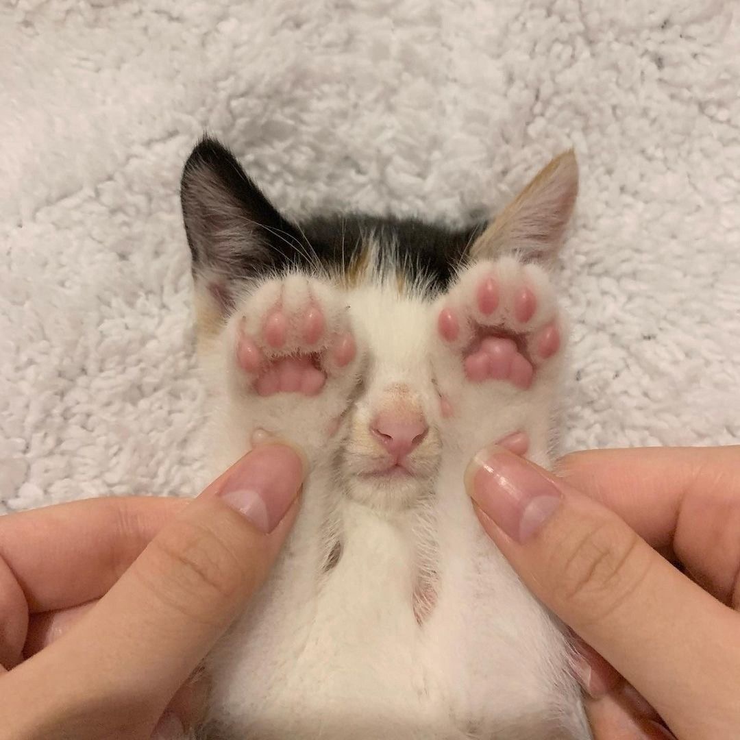 Kitty archives ♡ (@puppierz) on Twitter photo 