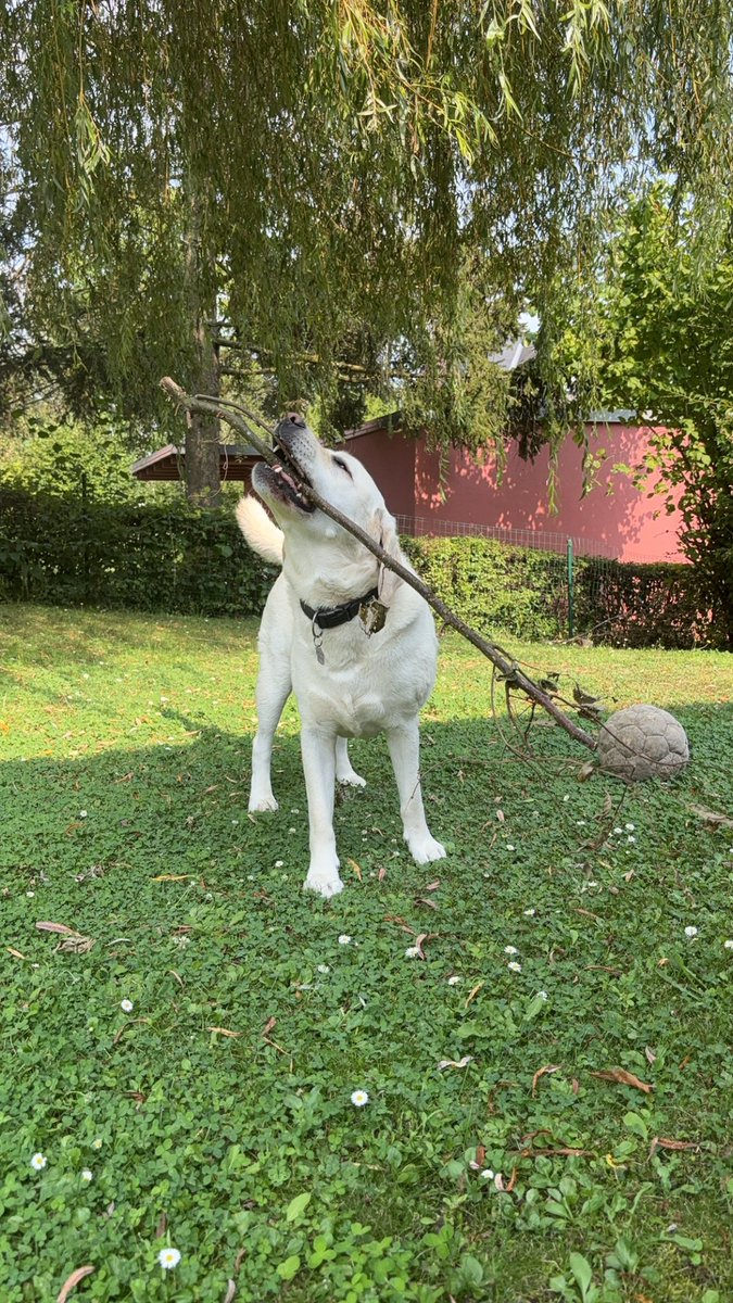 Noahtsituation's tweet photo. Er ist so cute 🥹
2. Foto ist einfach die Feinschmecker Variante https://t.co/xCSVzeQmgo