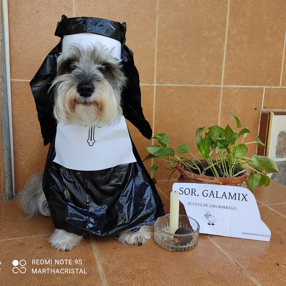 marthacristal's tweet photo. @BitgetES #BitgetDOGS mi hija canina es una estrella en el mundo $DOGS https://t.co/ZAPKSNmBhC