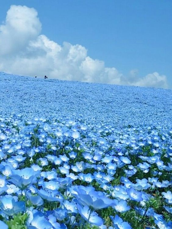 lavieestbelIe's tweet photo. Nemophila flower fields https://t.co/5UxT7yps9p