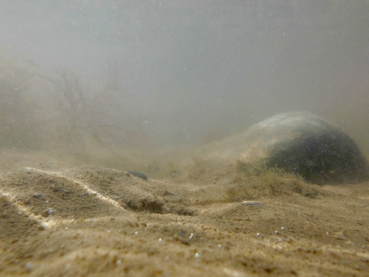 EleanorPinkney3's tweet photo. My underwater photography leaves much to be desired - I’m calling this series of photos ‘blurred shrimps’. https://t.co/JJESV6OJrq