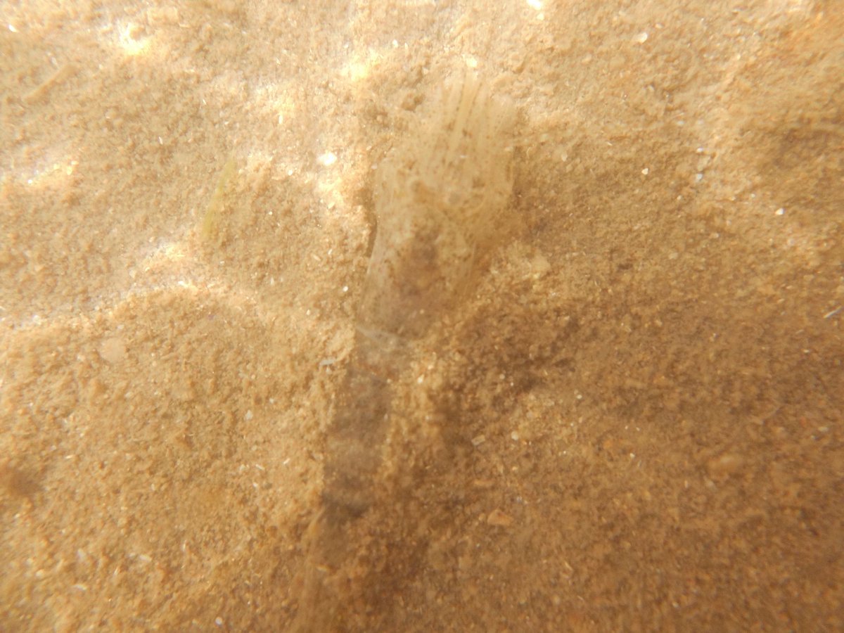 EleanorPinkney3's tweet photo. My underwater photography leaves much to be desired - I’m calling this series of photos ‘blurred shrimps’. https://t.co/JJESV6OJrq
