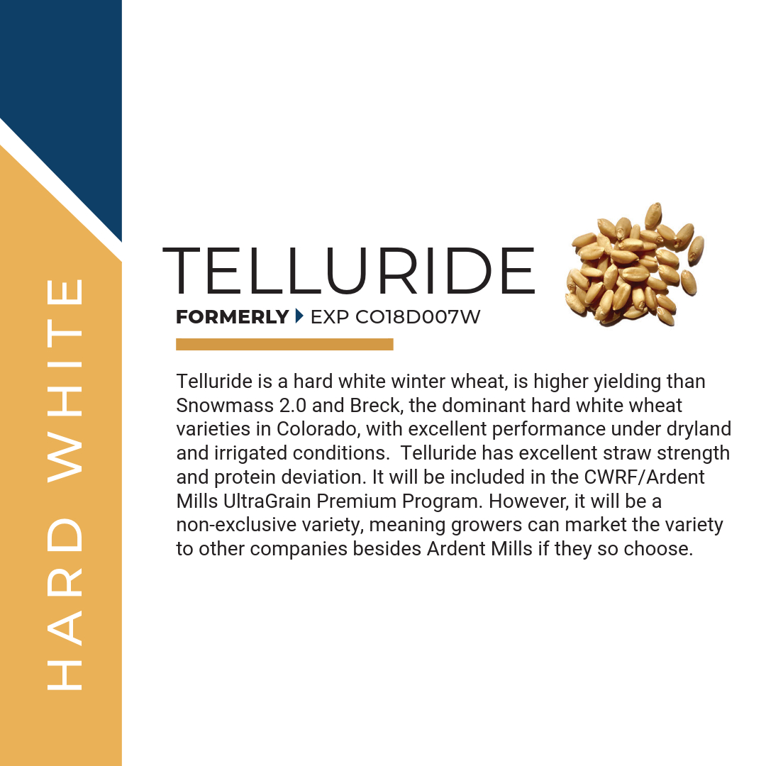 PlainsGold is happy to announce it will market two new varieties in 2024, Sheridan and Telluride. Read the full press release here:  bit.ly/3YQzuhG