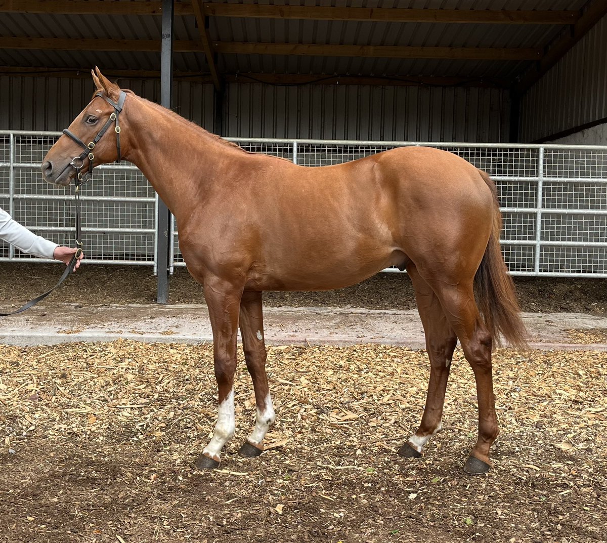 Paula Flannery (@flannerypaula) on Twitter photo Nice update for lot 91 <a href="/GoffsUK/">Goffs UK</a> yearling sale next week, nice Lope Y Fernandez colt. Half sister Alfa Kellenic makes it 5 wins in a row in the 50k Heritage Handicap <a href="/yorkracecourse/">York Racecourse</a> for <a href="/C_LidsterRacing/">Craig Lidster Racing</a> <a href="/Paul_Hanagan/">Paul Hanagan</a> Nice update for lot 91 <a href="/GoffsUK/">Goffs UK</a> yearling sale next week, nice Lope Y Fernandez colt. Half sister Alfa Kellenic makes it 5 wins in a row in the 50k Heritage Handicap <a href="/yorkracecourse/">York Racecourse</a> for <a href="/C_LidsterRacing/">Craig Lidster Racing</a> <a href="/Paul_Hanagan/">Paul Hanagan</a>
