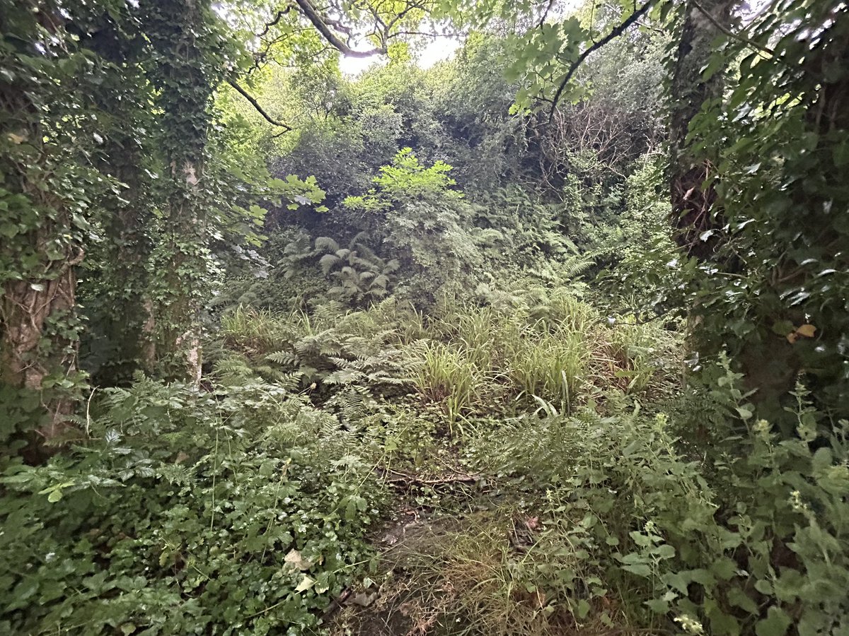 Track bed to Helston beyond our present boundary.
It looks intimidating, but it will be possible to clear it relatively quickly. Photos taken from the public highway.
Near and over the bridge at Trannack.
Plus a view of Cober viaduct