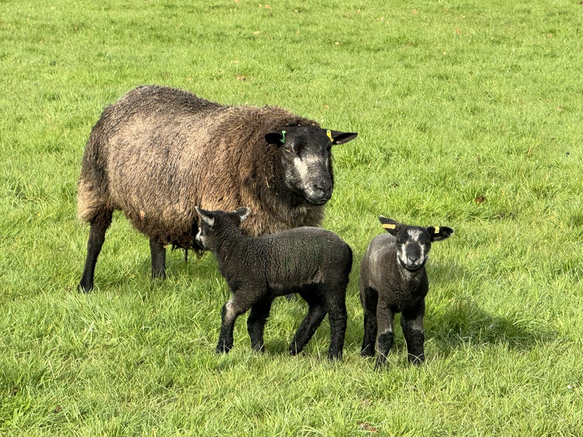 Super happy that Blue Texel flock dispersal sold to 3 breeders rather than smaller lots. Foundation for 3 new flocks 🙂