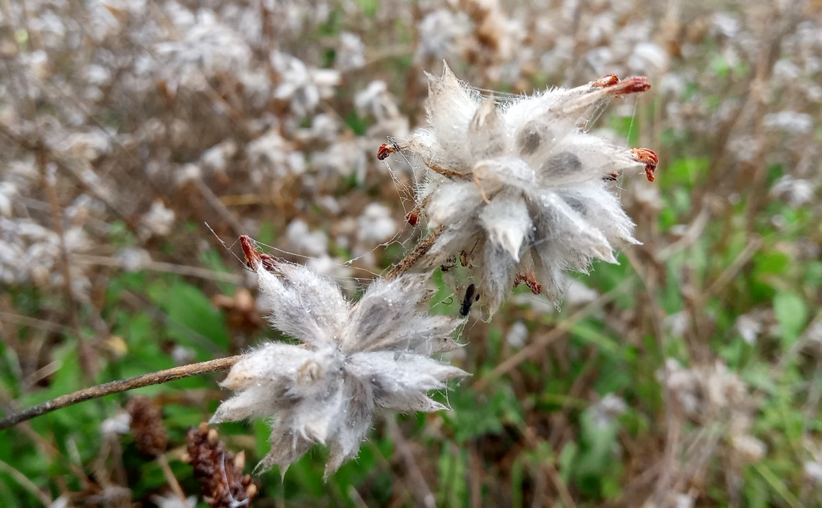 mathew frith (@frithinwood) on Twitter photo a mistdrift constellation of furstars tipped with candleburnt wicks, glaucous seedheads of kidney vetch in their milkyway thousands at Chapel Bank @WildLondon <a href="/Love_plants/">Plantlife</a> <a href="/BSBIbotany/">BSBI: Botanical Society of Britain & Ireland</a> <a href="/LNHS_Botany/">London Rocket</a> a mistdrift constellation of furstars tipped with candleburnt wicks, glaucous seedheads of kidney vetch in their milkyway thousands at Chapel Bank @WildLondon <a href="/Love_plants/">Plantlife</a> <a href="/BSBIbotany/">BSBI: Botanical Society of Britain & Ireland</a> <a href="/LNHS_Botany/">London Rocket</a>