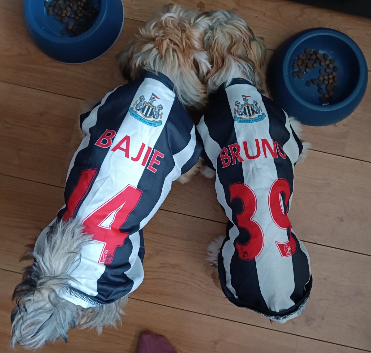 arnoski's tweet photo. The new additions https://t.co/1kpxjBjeln