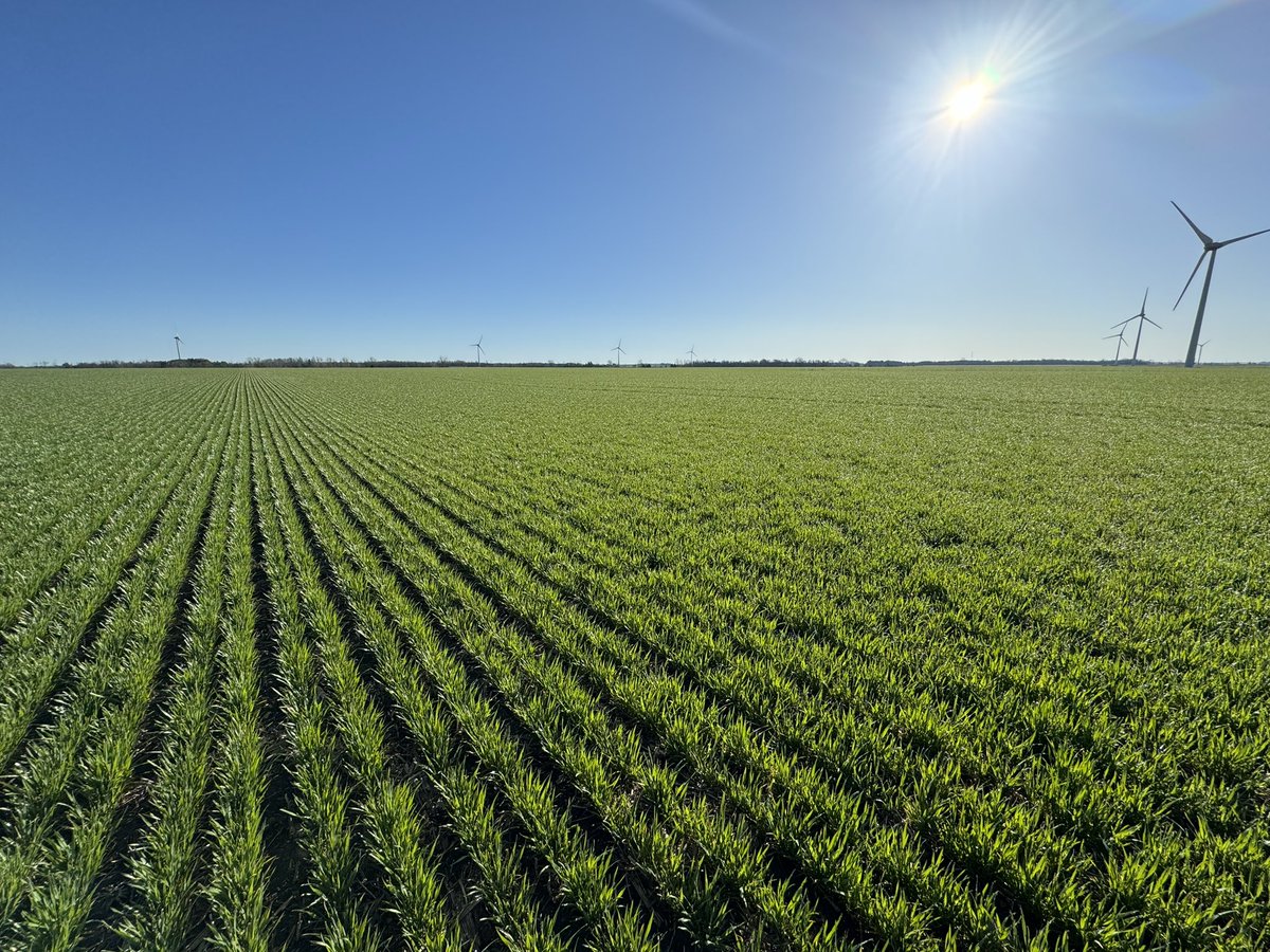Like growing great wheat?  
I’d recommend trying the 
New GRO-08SRW  from <a href="/SnobelenGrain/">Snobelen Farms Ltd</a>  

Quite possibly the best wheat variety I have ever grown.
Very high yield.
Very high bushel weight.
Very low risk of lodging.
Very easy thrashing .
Very good harvest straw quality and yield