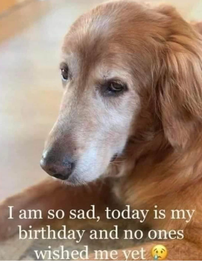 Best in Dogs tweet media