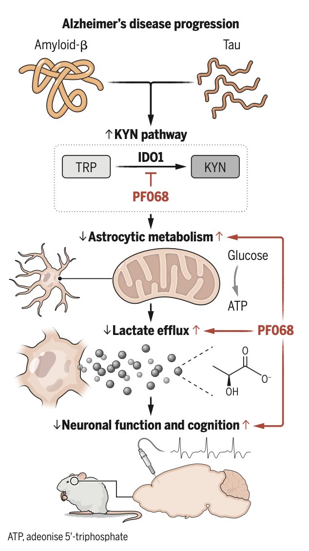 Eric Topol (@erictopol) on Twitter photo The metabolic dysfunction underpinning of #Alzheimer's disease and potential path to intervene by repurposing a drug class used in cancer (IDOI blockers)
science.org/doi/10.1126/sc…
<a href="/parasmin/">Paras Minhas, MD, PhD</a>
science.org/doi/10.1126/sc…
@LJohnsonLab @macauleylab <a href="/ScienceMagazine/">Science Magazine</a> The metabolic dysfunction underpinning of #Alzheimer's disease and potential path to intervene by repurposing a drug class used in cancer (IDOI blockers)
science.org/doi/10.1126/sc…
<a href="/parasmin/">Paras Minhas, MD, PhD</a>
science.org/doi/10.1126/sc…
@LJohnsonLab @macauleylab <a href="/ScienceMagazine/">Science Magazine</a>