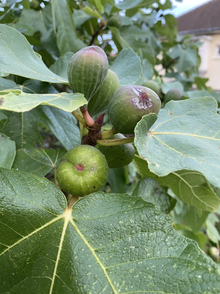 G27Marco's tweet image. Bon les filles ..,euh les #figues … il va falloir un peu grossir et prendre des couleurs! #fruit #fruitier #jardin