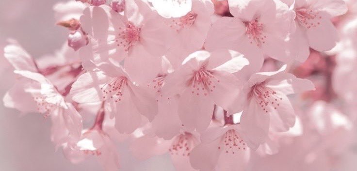 ✧ ❀ 𝓉𝒽𝑒 𝓅𝑜𝓌𝑒𝓇 𝑜𝒻 𝓁𝑜𝓋𝑒 .ᐟ ❀ ✧ (h) tweet media