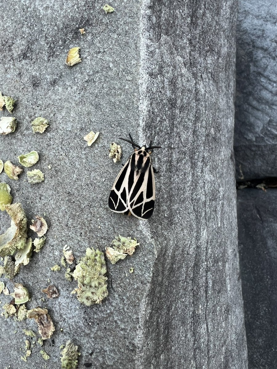 Dr. Jessica Replogle tweet media