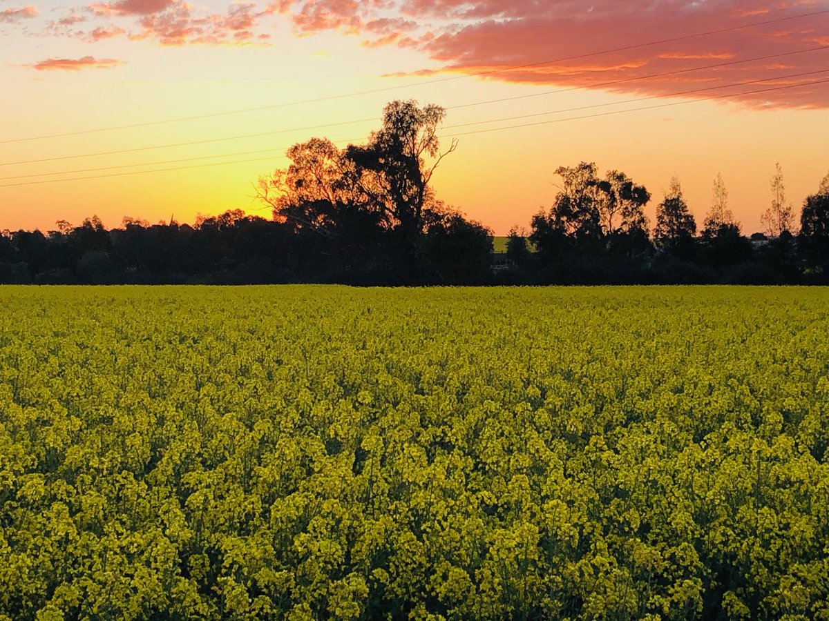 AOF Crop Report  |  August 2024 - mailchi.mp/78eefd2eb035/a…