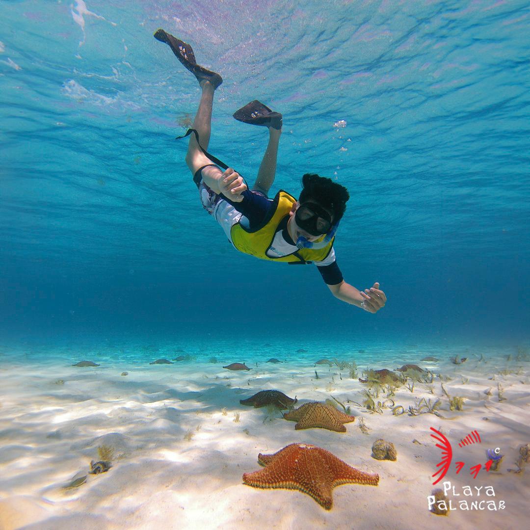 Embark on an unforgettable snorkeling adventure and discover the amazing underwater wonders of Cozumel! #PlayaPalancarBeachClub
🌐 playapalancar.com.mx
#PlayaPalancar #RivieraMaya #Cozumel #ElCielo #cozumelsnorkel