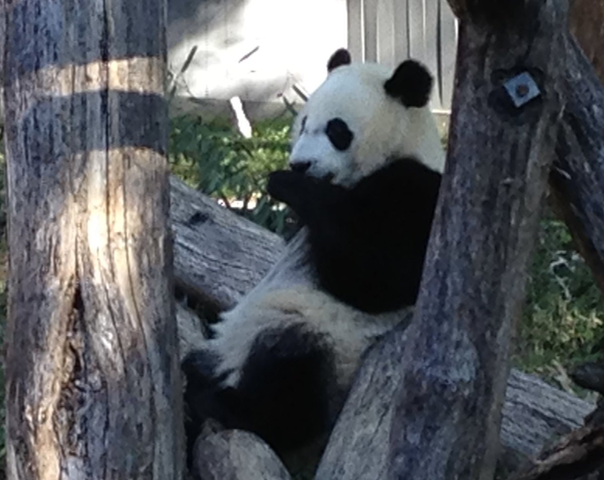 Happy Birthday Bei! My first panda love ❤️ 🐼❤️<a href="/BeiBeiPanda3/">Bei Bei Panda</a>