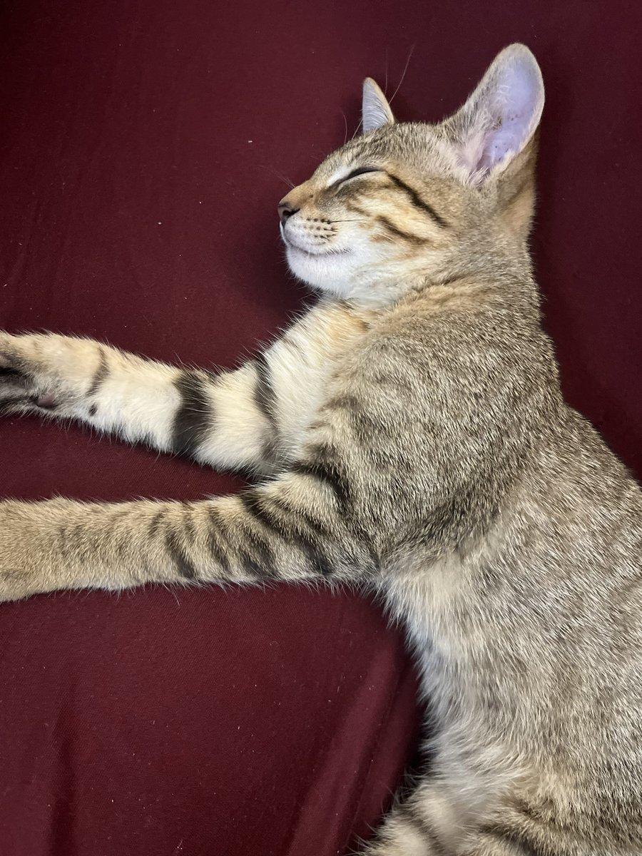 _pahug_'s tweet photo. @swiftielectora Giyu antes conocido como nami, donde lo veis tan tranquilo hoy me rompió la mampara del baño 🤨 https://t.co/QvoTfa3VuO