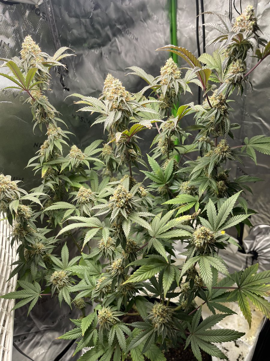 cryptowoods85's tweet photo. First grow, ready to sample against an experienced grower I got a clone from. Let me know what you think. Legal state now looking for the right spots to learn and expand https://t.co/ETgXJwznMB
