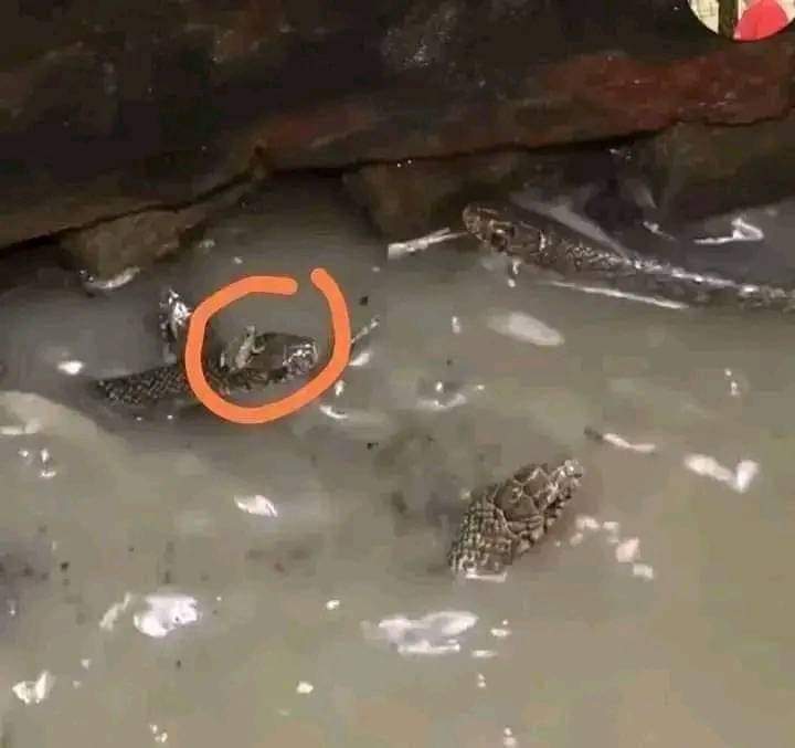 Nusai_ba's tweet photo. One of Snake's favourite food is frog,which taking shelter in the head of #snakes now.
Think how terrible the danger is, food above the head, but snake doesn't have mentality to eat it. Because too much #Flood water around.
#FloodInBangladesh #ShameOnIndia #IndiaOut #BoycottIndia https://t.co/5UD4CLQsI4
