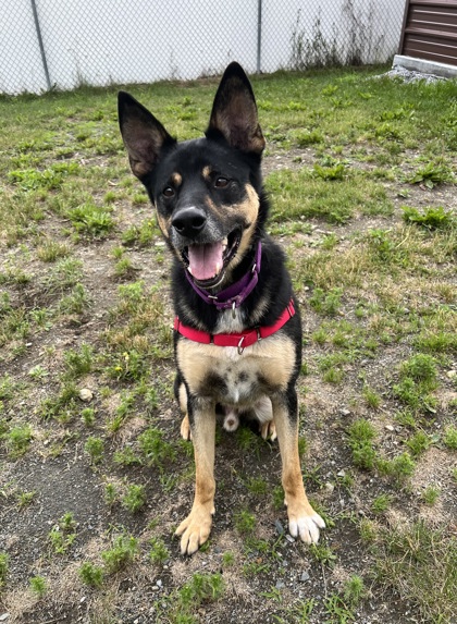 UVHumaneSociety's tweet photo. 🐶𝟏/𝟐 𝐨𝐟𝐟 𝐝𝐨𝐠 𝐚𝐝𝐨𝐩𝐭𝐢𝐨𝐧𝐬 𝐭𝐡𝐫𝐨𝐮𝐠𝐡 𝟖/𝟑𝟏🐶 

Let's get our dogs into their forever homes now so they can still enjoy summer in their new yards and bond with their new youngster siblings before they start school!  (603) 448-6888. https://t.co/GQyqZF8UkP https://t.co/hKQQswNwLx