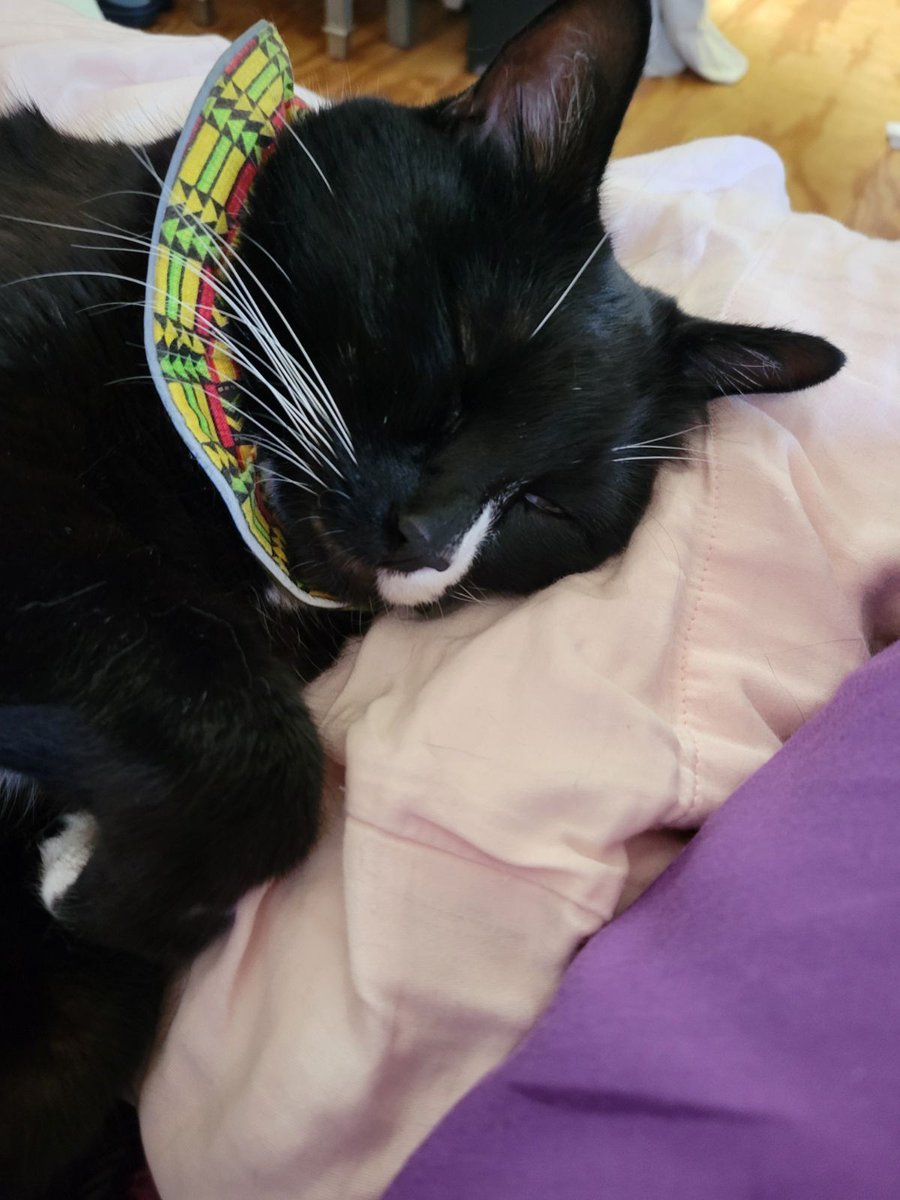 MrElsoCat tweet media