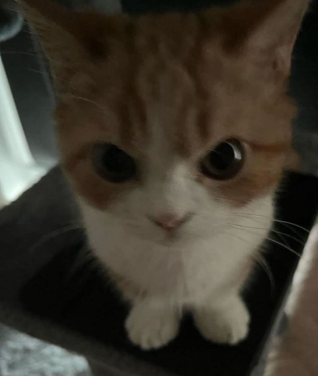 give me kisses 😾