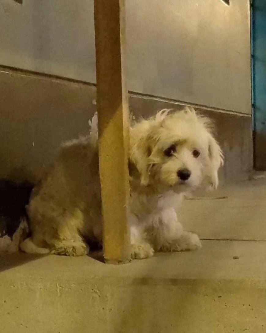 Sus dueños la abandonaron en la calle con 6 MESES y ya la preñaron.

Ella aún es una bebé, está llena de garrapatas y tiene mucho dolor.

Se necesitan 500 soles para la intervención y también juntar para su esterilización después. 

996277229 Brenda Amaya • Yape