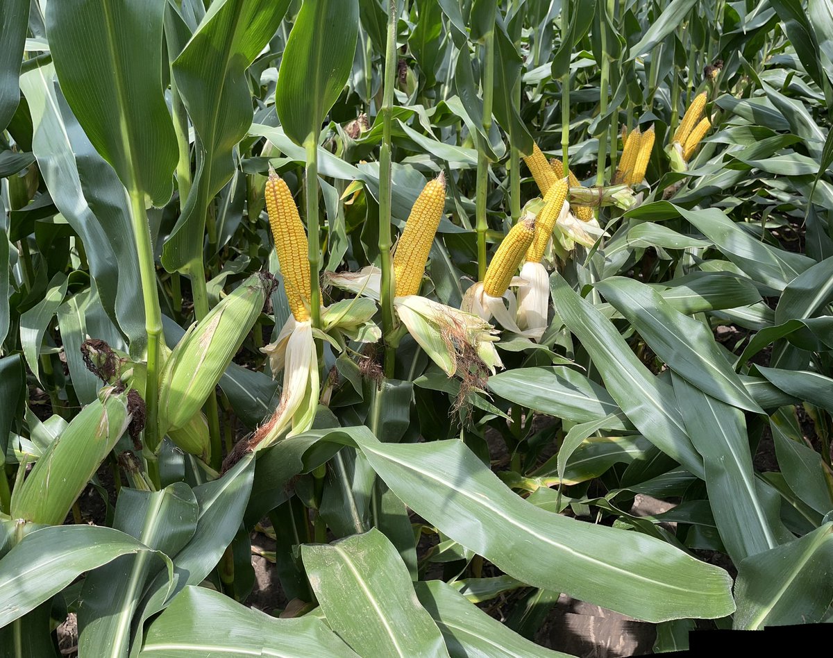 RupeAndrew's tweet image. This G03U08 is some attractive corn
✅Short, Stocky Plant Structure
✅Late Season Plant Health
✅Ear and Tip Fill + Test Weight
✅Knockout Yield Punch
@ZacharyRKing and his team is making things easy for us!
🚀🌽🚀