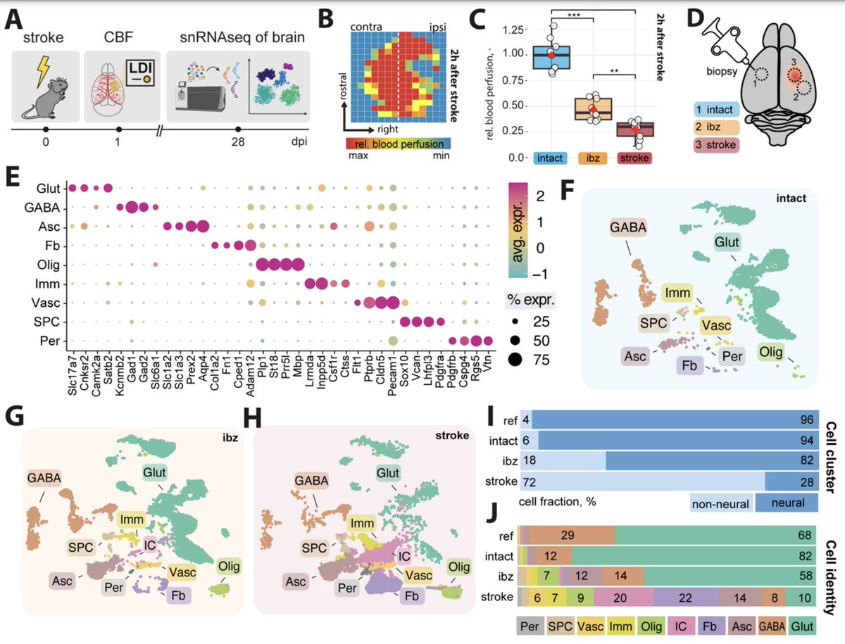 🚨Preprint: Stroke recovery is complex &amp; involves major changes to all brain cell types. We dissect underlying molecular mechanisms in the repair phase 1 month post-stroke

"A molecular brain atlas reveals cellular shifts during the repair phase of stroke" biorxiv.org/content/10.110…