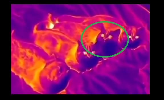 The_Hubris_Filled_Moron 🇺🇲 tweet media