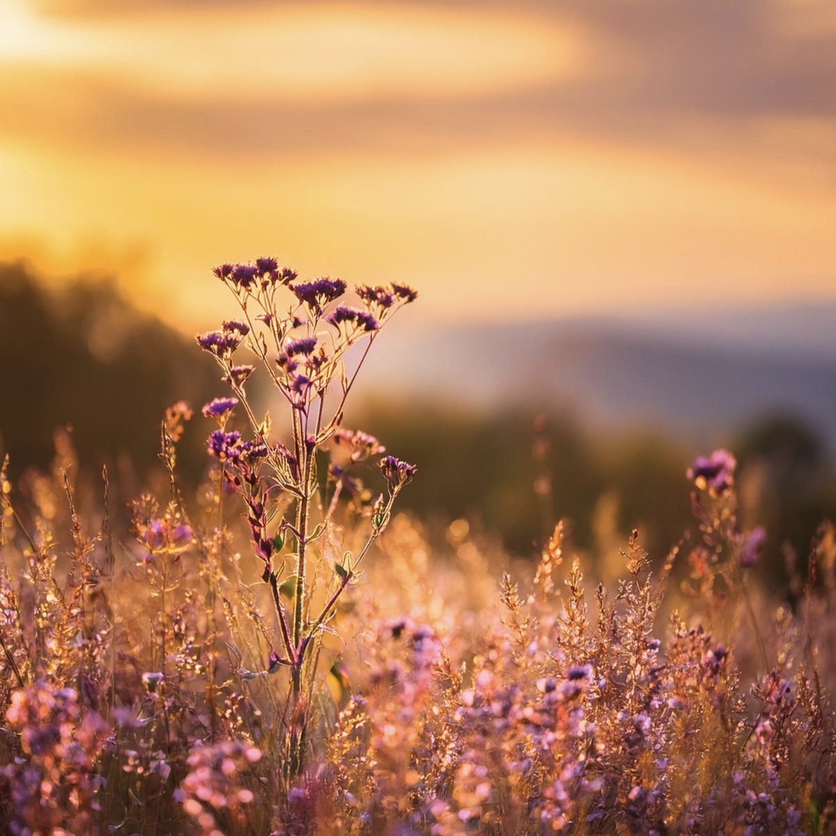 unseenchasm's tweet photo. In the quiet moments, beauty whispers its secrets. #GoldenHour #WildflowerMagic #NatureGlow #AI https://t.co/psGlNEX8pd