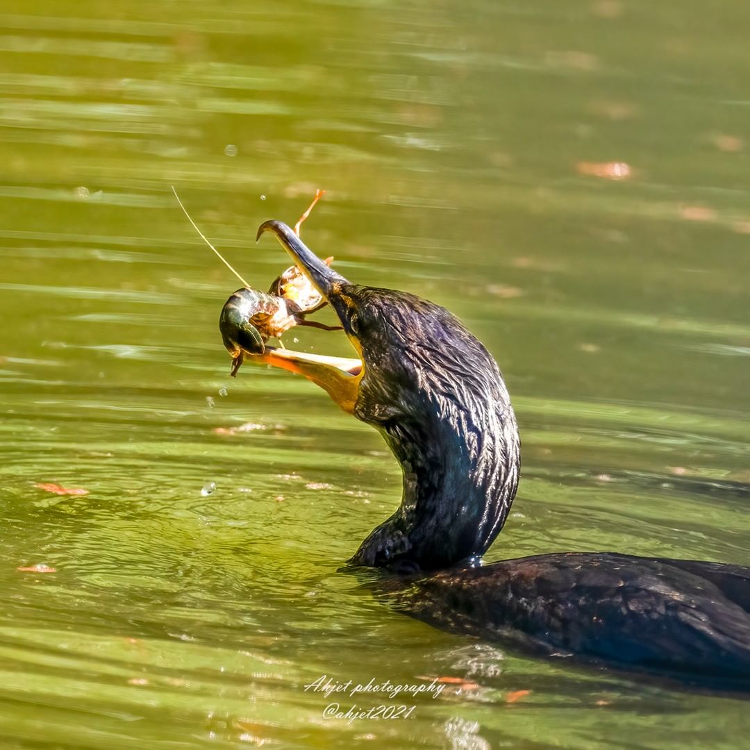 LAArboretum's tweet image. #Repost Double-crested Cormorant vs crayfish
IG:@ahjet2021
#planetbirds #bird #birdphotography #wildlife #wildlifephotography #sonyalpha #sonya1 #sony600mmf4 #wild #nature #naturephotography #naturelovers
#waterbird #seabird #seabirds #laarboretum #DoublecrestedCormorant
