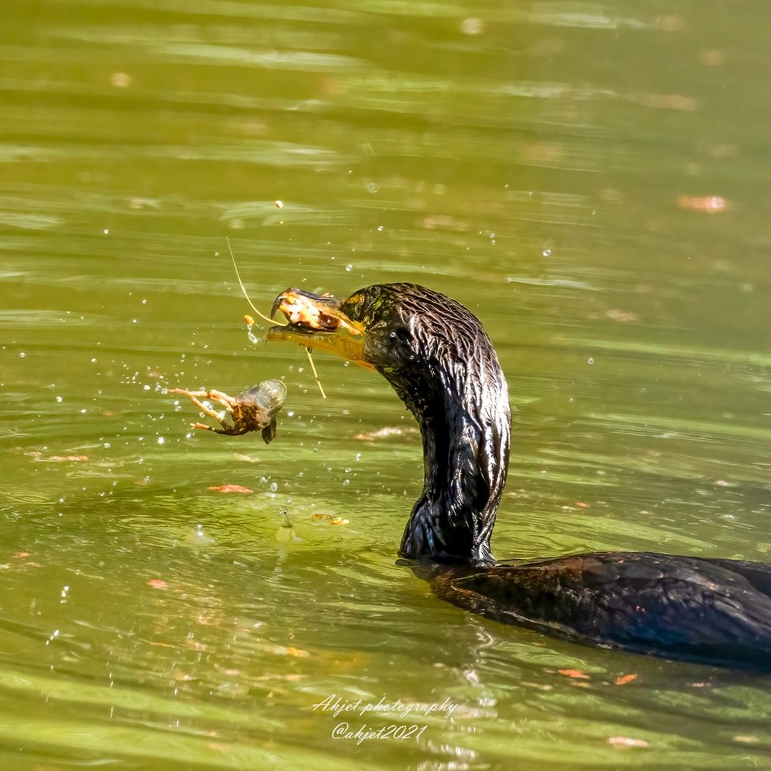 LAArboretum's tweet image. #Repost Double-crested Cormorant vs crayfish
IG:@ahjet2021
#planetbirds #bird #birdphotography #wildlife #wildlifephotography #sonyalpha #sonya1 #sony600mmf4 #wild #nature #naturephotography #naturelovers
#waterbird #seabird #seabirds #laarboretum #DoublecrestedCormorant