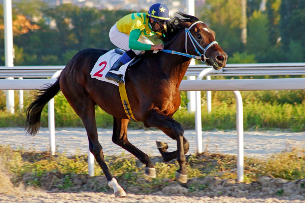 .@vanhumane:  Another horse euthanized at racecourse in Vancouver dlvr.it/TCFjm2