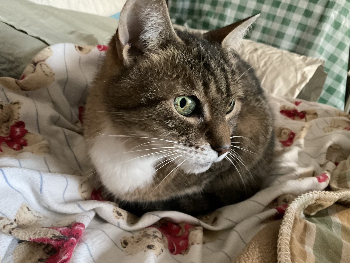 💐🌺🍁🦖🦕🐿🐞🐝🦋🐈🐈‍⬛ tweet media