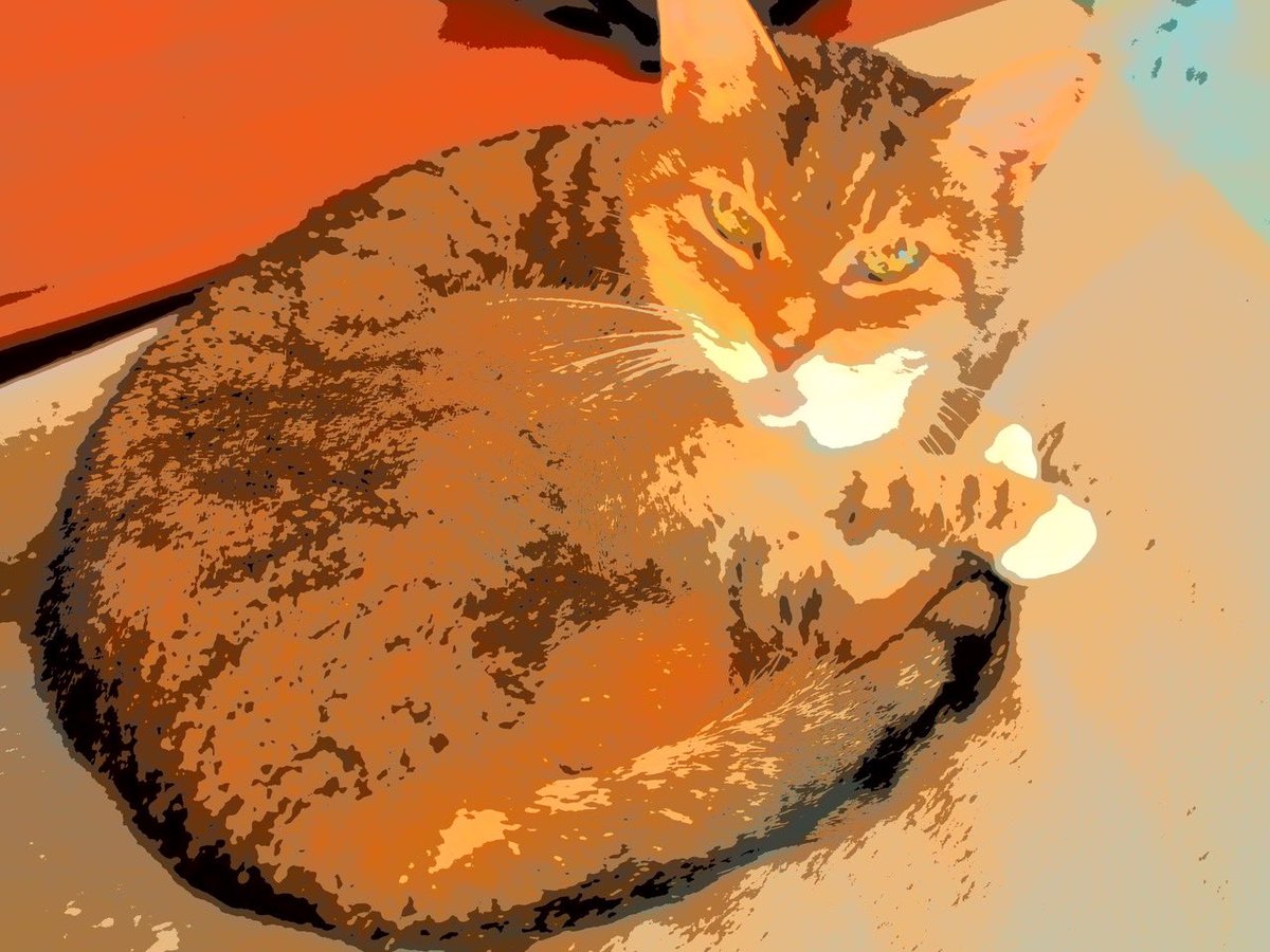 💐🌺🍁🦖🦕🐿🐞🐝🦋🐈🐈‍⬛ tweet media
