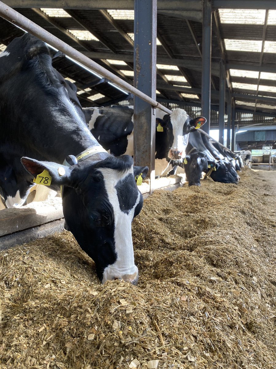 🐄 Dispersal sale of our outstanding 529 Holstein Friesian dairy cattle 🐄 

Friday 6th September 2024, 10am. On farm. 

Sale catalogues or more information can be found via <a href="/KivellsAgri/">Kivells Agriculture</a> - 01392 251261 or call Mark Davis 07773371774
