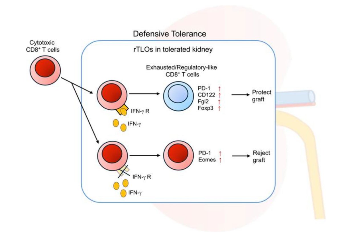 Our paper introducing the concept of 'defensive tolerance' officially came out in <a href="/jclinicalinvest/">Journal of Clinical Investigation</a>. I would like to thank all our collaborators, as well as Drs. Molinari and Cravedi for their wonderful accompanying commentary. #defensivetolerance jci.org/articles/view/…