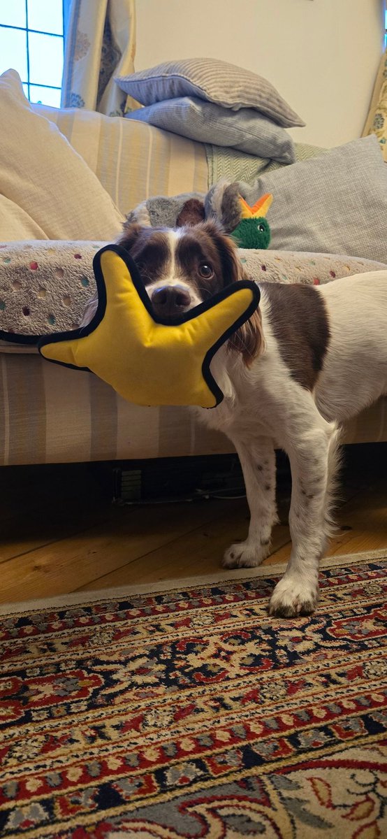redteamJSY's tweet image. Standard evening with a spaniel 😂
#springerspaniel #spanner