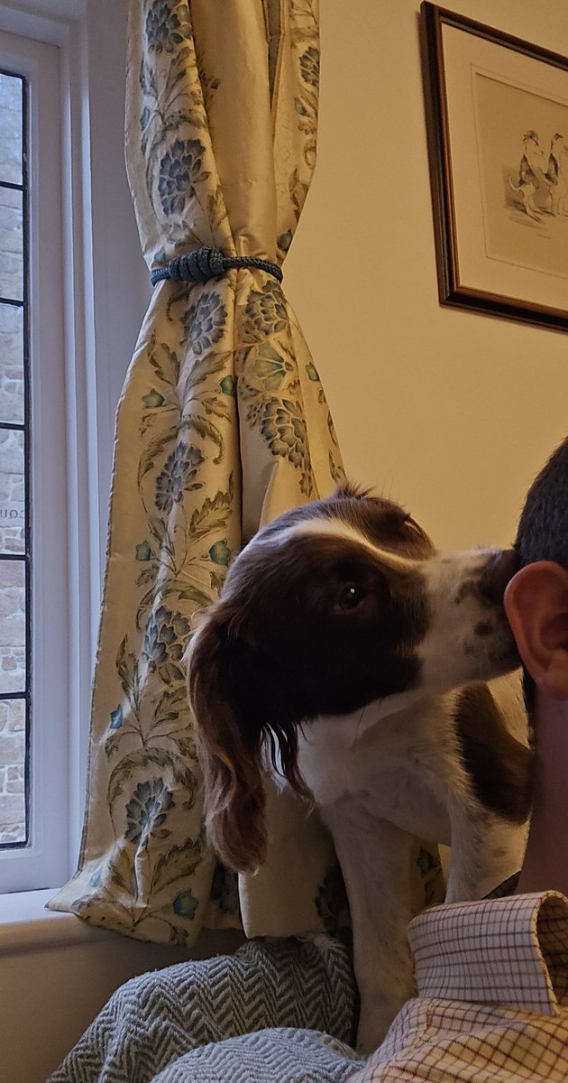 redteamJSY's tweet image. Standard evening with a spaniel 😂
#springerspaniel #spanner