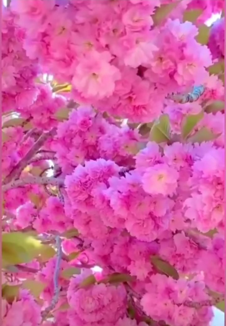 ponchanan6's tweet photo. @ponchanan6 https://t.co/8RgeY3VNpx