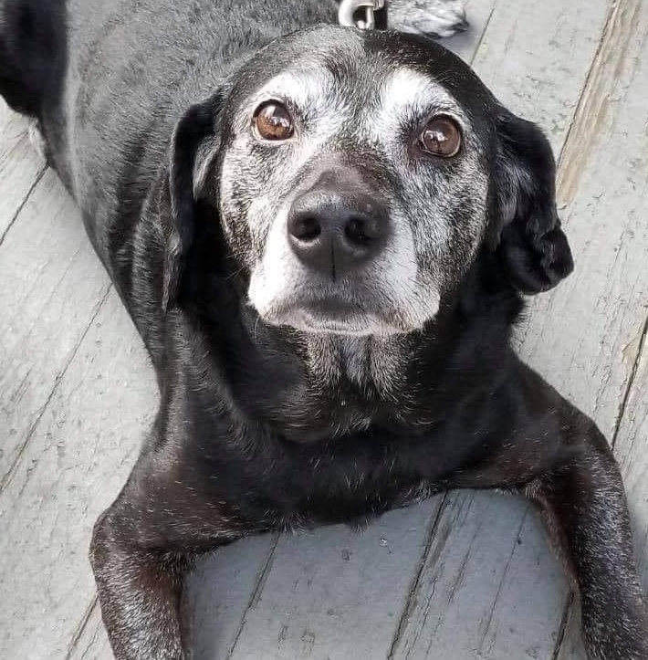 Tweets of Dogs tweet media