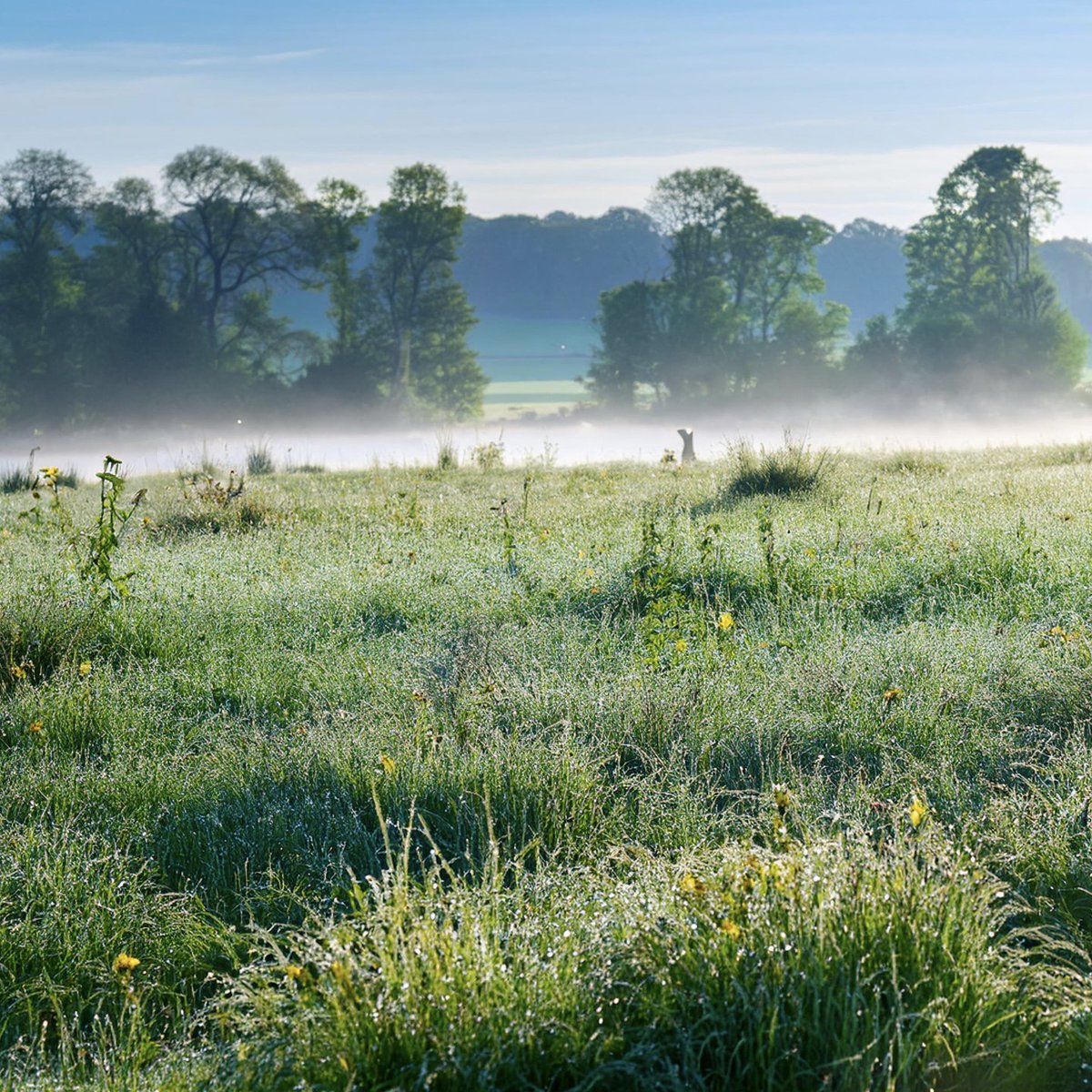 unseenchasm's tweet photo. Morning dew on a quiet meadow, a reminder of nature's gentle touch. #MorningMeadow #SunriseGlow #NaturalBeauty #AI https://t.co/Z74isKnKQd