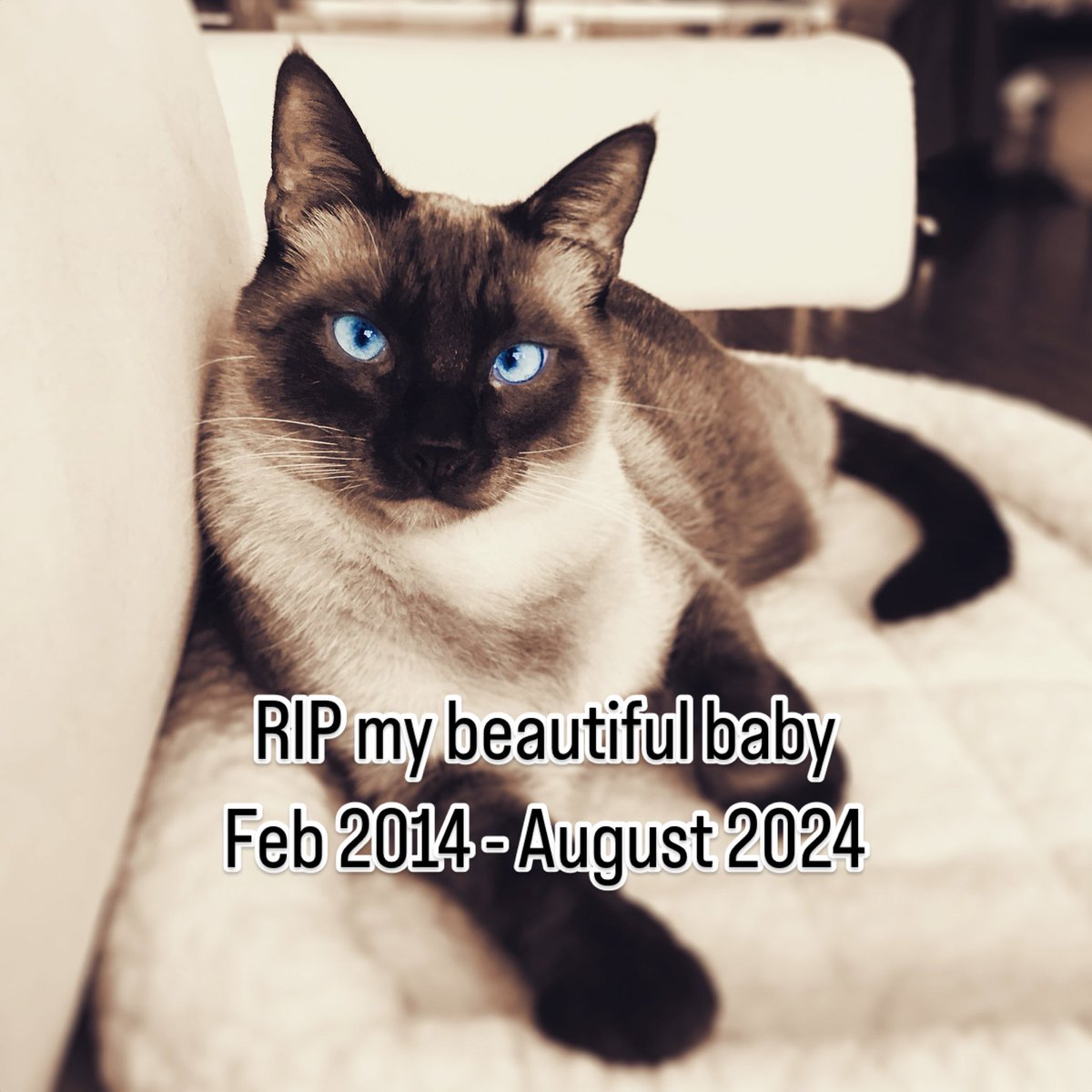 Edward Sanchez tweet media