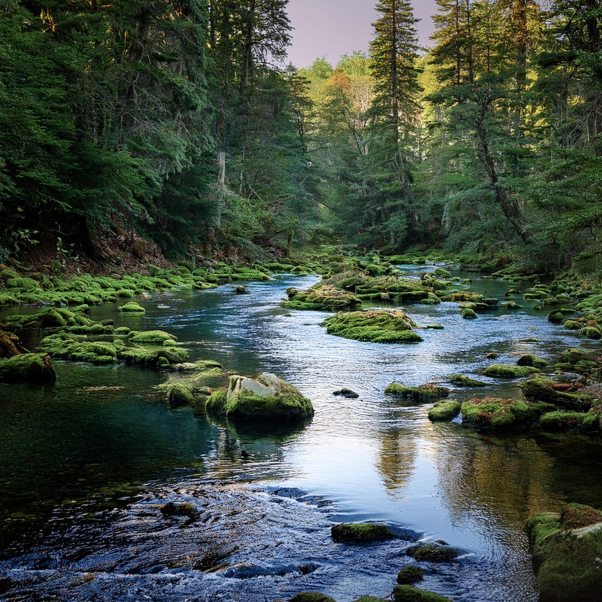 unseenchasm's tweet photo. Where time slows, and the river sings its ancient song. #RiverReflections #ForestTranquility #EveningCalm #AI https://t.co/f0ZvyGxdwg