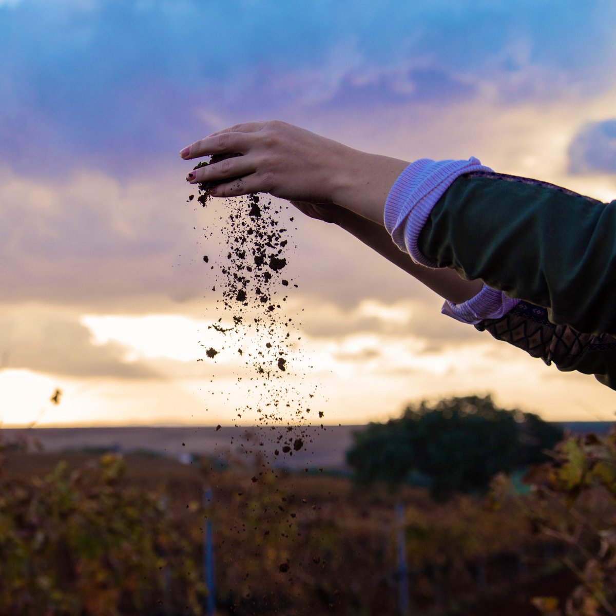 🗣️Cada parcela de nuestra finca ha sido cuidadosamente estudiada, respetando las particularidades de su suelo y permitiendo que sus matices se expresen en cada botella. Este vino es el resultado de un profundo respeto por la tierra y su autenticidad #LaZarcita2022