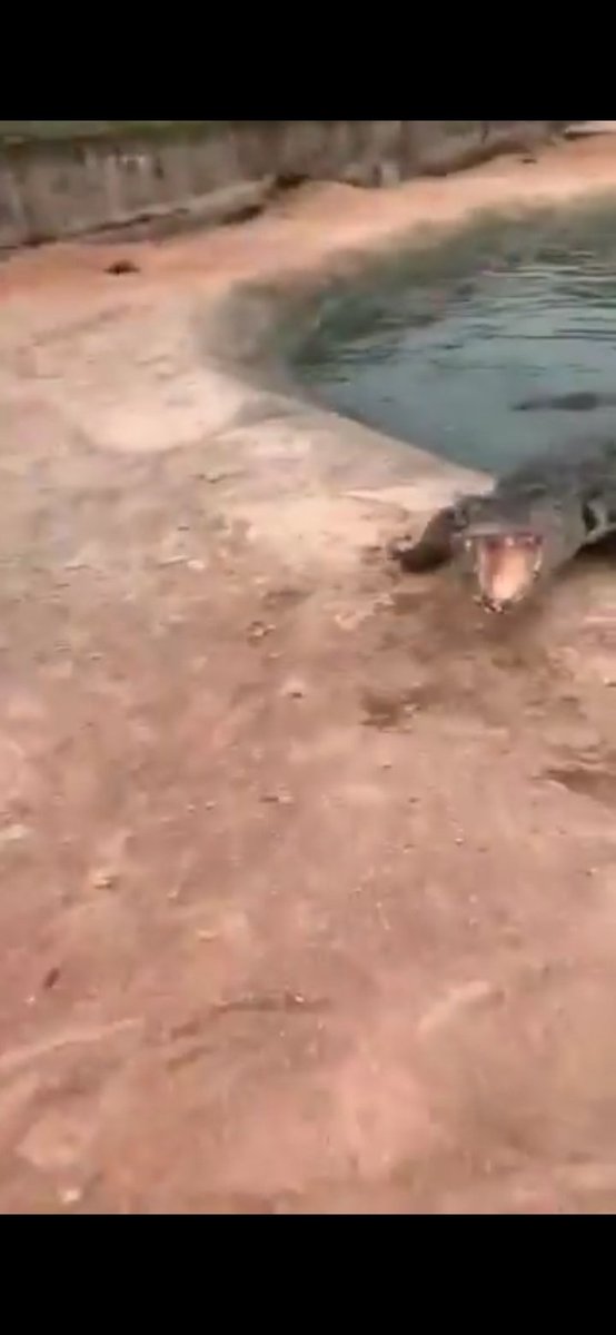 GaboPlayero's tweet photo. @TheFigen_ The last one chomping at him 3 times before heading to the water 😭😭 like "fuck you bro, don't fkn hit me, I bite!" https://t.co/dXhf3eNeki